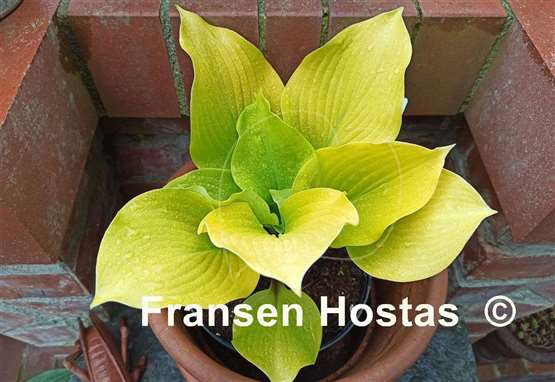 Hosta Hotshot